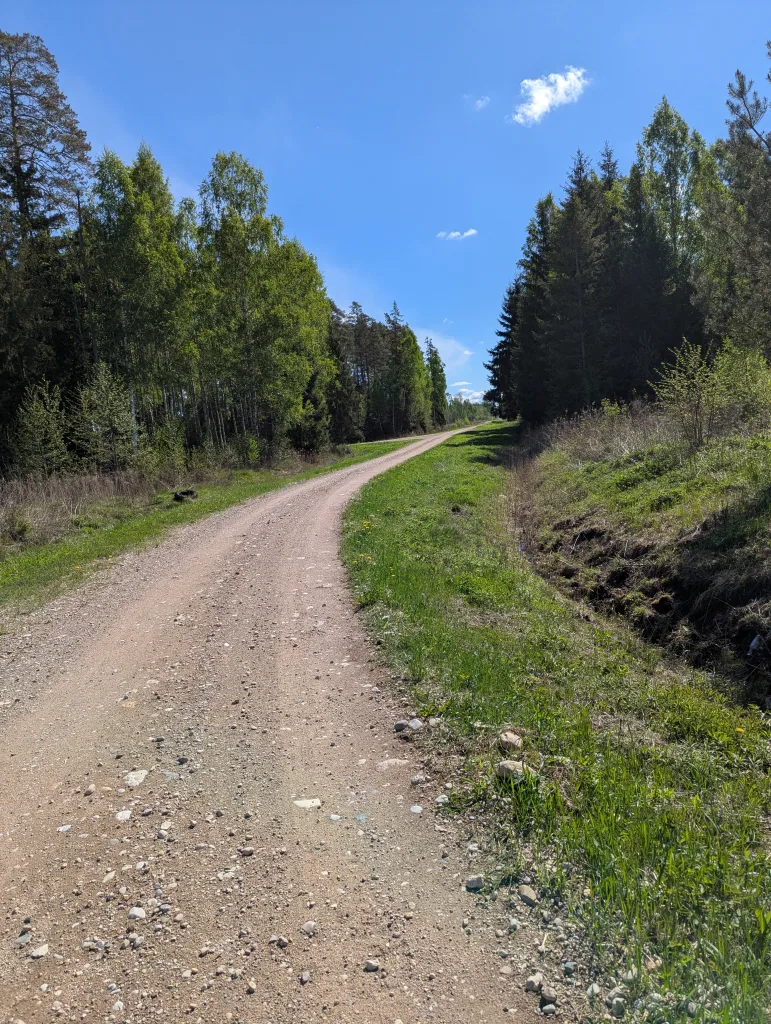 A smooth gravel road winding through pine and birch trees under a clear blue sky